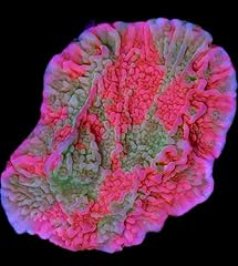 Coralslover live saltwater for sale  Delivered anywhere in USA 
