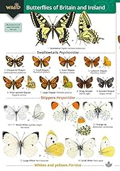 Butterflies britain ireland for sale  Delivered anywhere in UK