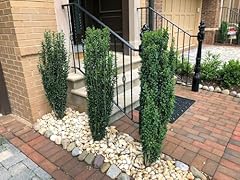 Sky pencil holly for sale  Delivered anywhere in USA 