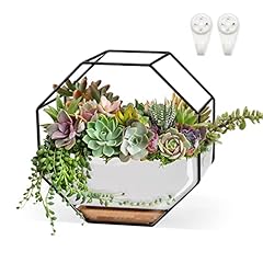 Chiree succulent planters for sale  Delivered anywhere in USA 