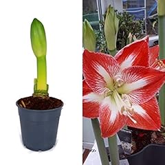 Amaryllis bulb exotic for sale  Delivered anywhere in UK