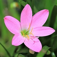 Rain lily bulbs for sale  Delivered anywhere in USA 