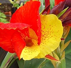 Canna cleopatra 15cm for sale  Delivered anywhere in UK