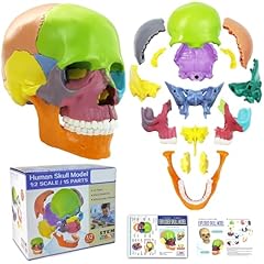 New anatomy skull for sale  Delivered anywhere in USA 