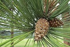 Ponderosa pine western for sale  Delivered anywhere in UK