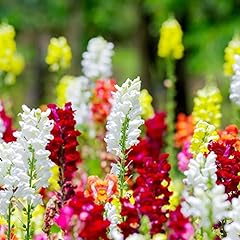 Snapdragon seeds perennial for sale  Delivered anywhere in USA 