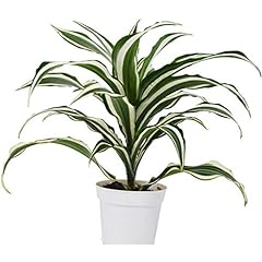 Dracaena warneckii white for sale  Delivered anywhere in USA 