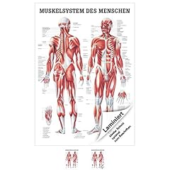 Sport tec muskelsystem gebraucht kaufen  Wird an jeden Ort in Deutschland