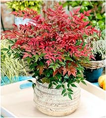 Nandina domestica obsessed for sale  Delivered anywhere in UK