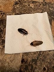 Adult dubia roaches for sale  Delivered anywhere in USA 