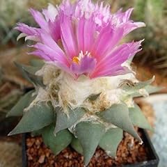 Ariocarpus retusus confusus for sale  Delivered anywhere in UK