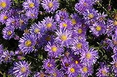 Aster dumosus blaue gebraucht kaufen  Wird an jeden Ort in Deutschland