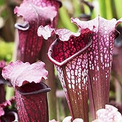 Sarracenia purpurea seeds for sale  Delivered anywhere in USA 