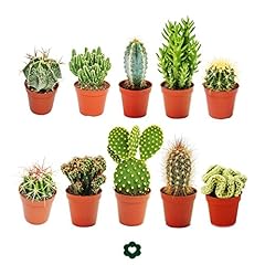 Set different cactus for sale  Delivered anywhere in UK