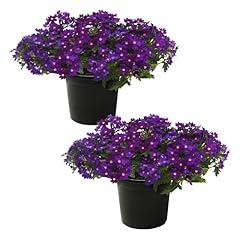 Live flowering verbena for sale  Delivered anywhere in USA 