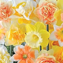 Daffodil mixed bulbs for sale  Delivered anywhere in UK
