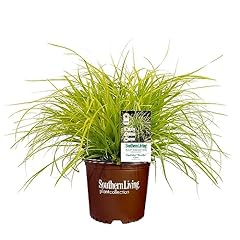 2.6 quart southern for sale  Delivered anywhere in USA 