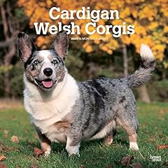 Cardigan welsh corgis for sale  Delivered anywhere in UK