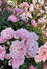 Elizabeth pink rose for sale  Delivered anywhere in UK