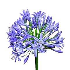 Easy grow agapanthus for sale  Delivered anywhere in USA 