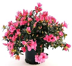 Powers flowers azalea usato  Spedito ovunque in Italia 