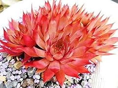 Flamingo succulent hens for sale  Delivered anywhere in USA 