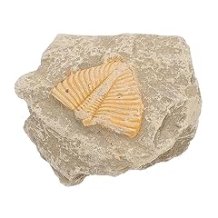 Pretyzoom trilobiten exemplar gebraucht kaufen  Wird an jeden Ort in Deutschland