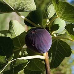 Fig tree plant for sale  Delivered anywhere in USA 