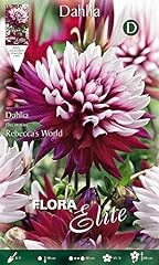 Dahlia rebecca decorative for sale  Delivered anywhere in UK