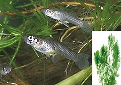Live mosquito fish for sale  Delivered anywhere in USA 