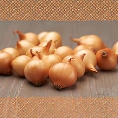 Flortus wintersteckzwiebel stu gebraucht kaufen  Wird an jeden Ort in Deutschland