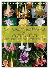 Brugmansia datura exotische for sale  Delivered anywhere in Ireland