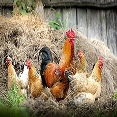 Fertile chicken hatching for sale  Delivered anywhere in UK