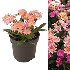 Lewisia rainbow plant for sale  Delivered anywhere in UK