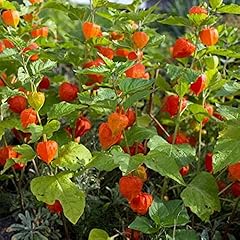 David garden seeds for sale  Delivered anywhere in USA 