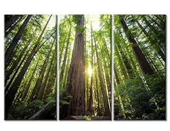 Looking redwood forest for sale  Delivered anywhere in USA 