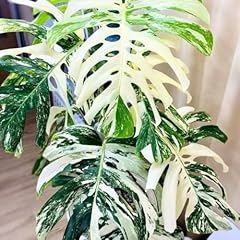Philodendron live plant for sale  Delivered anywhere in USA 