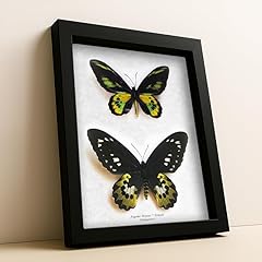 Golden birdwing ornithoptera for sale  Delivered anywhere in USA 