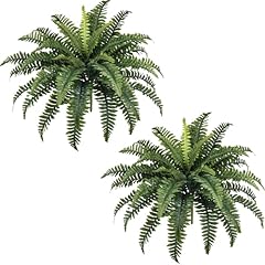 Forest prince ferns for sale  Delivered anywhere in USA 