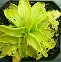 Graines plantes pinguicula d'occasion  Livré partout en France