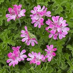Carbeth plants pink for sale  Delivered anywhere in UK