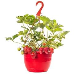Mixed strawberry hanging for sale  Delivered anywhere in UK