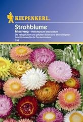 Helichrysum bracteatum strohbl gebraucht kaufen  Wird an jeden Ort in Deutschland