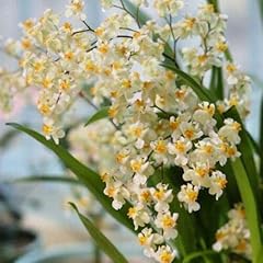 Live oncidium twinkle for sale  Delivered anywhere in USA 