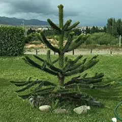 Araucaria samen bäume gebraucht kaufen  Wird an jeden Ort in Deutschland