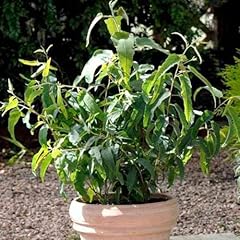 Outsidepride lemon bush for sale  Delivered anywhere in USA 
