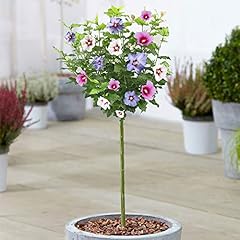 Hibiskus tricolour baum gebraucht kaufen  Wird an jeden Ort in Deutschland