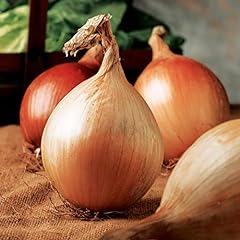 Simply garden onion for sale  Delivered anywhere in UK