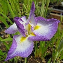 Iris ensata cup for sale  Delivered anywhere in UK