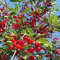 Fruit trees cherry for sale  Delivered anywhere in UK